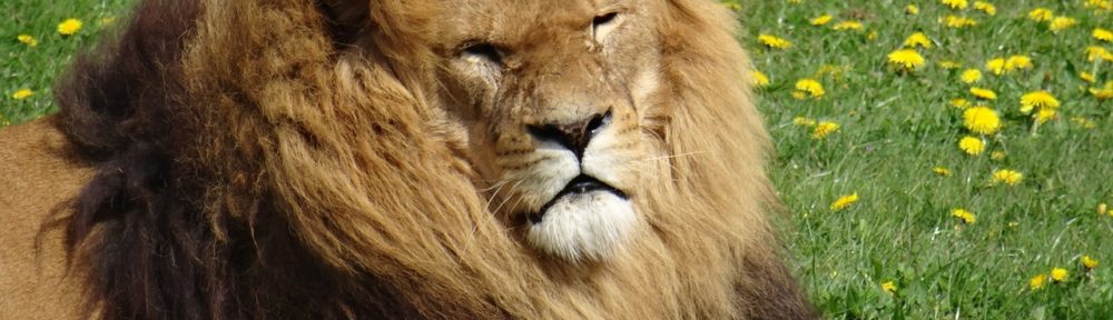 Yorkshire Wildlife Park Lion