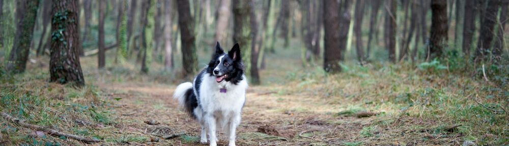 Dog friendly accommodation in Sherwood Forest, The East Wing At Rufford Park Lodge